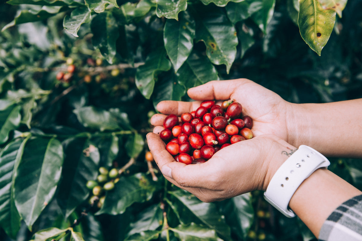 Coffee cherries ripening on the branch